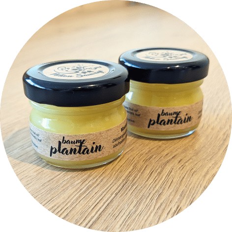 Plantain – Image 2